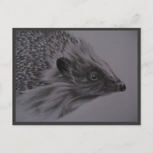 Cartão Postal Hedgehog Postcard
