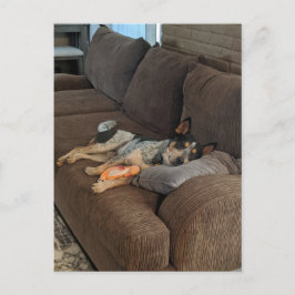 Cartão Postal Heeler azul esperando o Pai chegar em casa