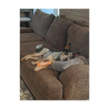 Heeler azul esperando o Pai chegar em casa