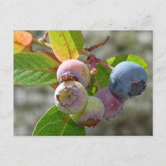 Cartão Postal Heidelbeere Postkarte