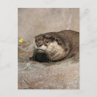 Cartão Postal Helaine's Otter