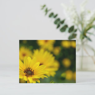 Cartão Postal Helênio de margarida amarela