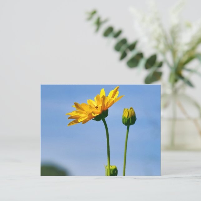 Cartão Postal Helenium Margarida Amarela (Em pé/Frente)