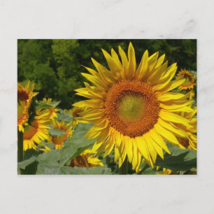 Cartão Postal Helianthus annuus