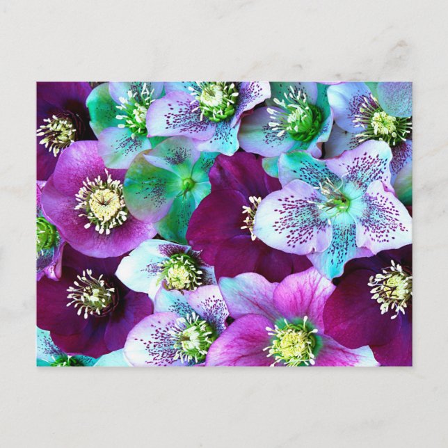 Cartão Postal Heliborus pattern of winter blooming flower, (Frente)