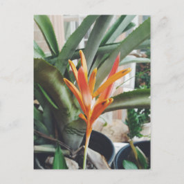Cartão Postal Heliconia Perene Herb, Beak do Papagaio