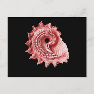 Cartão Postal Heliotropium de Astraea
