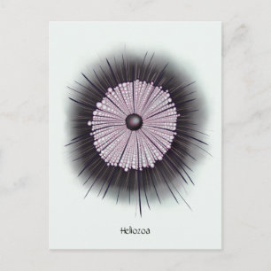 Cartão Postal Heliozoa Microbiologia Geek Arte Digital
