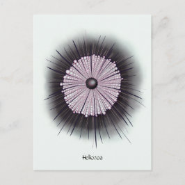 Cartão Postal Heliozoa Microbiologia Geek Arte Digital