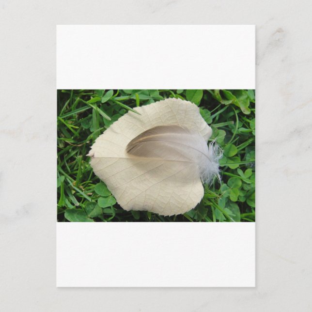 Cartão Postal Hellbraune Feder auf hellbeigem Blatt (Frente)