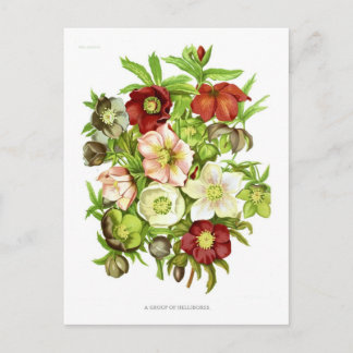 Cartão Postal Hellebores