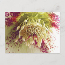 Cartão Postal Helleboreto Branco E Roxo