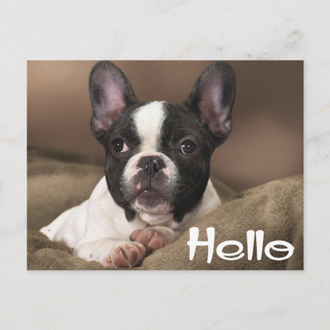 Cartão Postal Hello Boston Terrier Puppy Dog Thinking of You (Frente)
