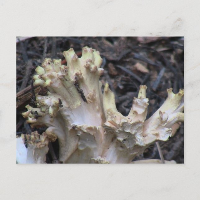 Cartão Postal Hells Canyon Idaho Flora Fungi Lichen Mosses (Frente)