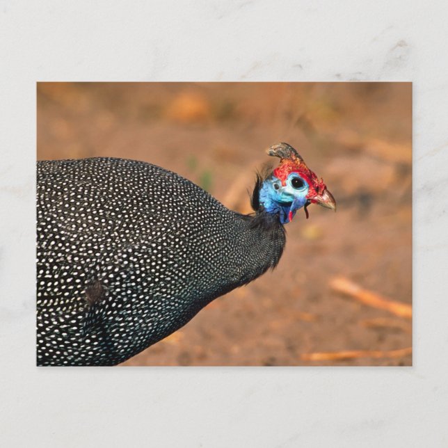 Cartão Postal Helmeted Guiné Fowl (Numida meleagris). África, (Frente)