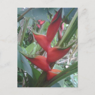 Cartão Postal Heloconia