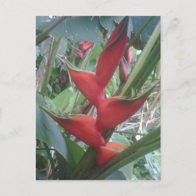 Cartão Postal Heloconia (Frente)