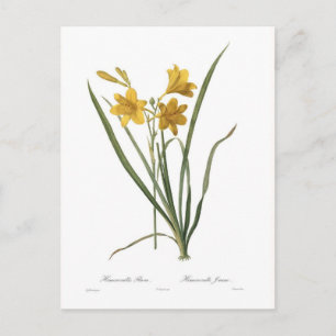 Cartão Postal Hemerocallis flava