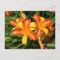 Hemerocallis fulva