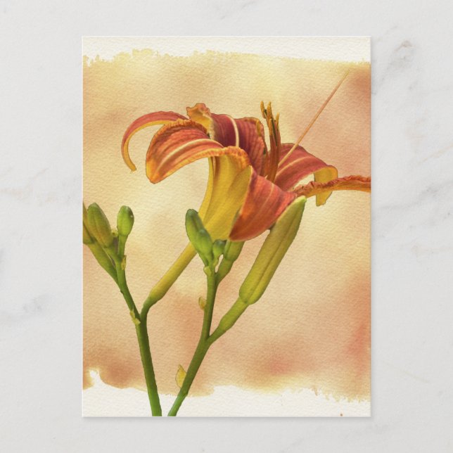 Cartão Postal Hemerocallis - Hemerocallis (Frente)