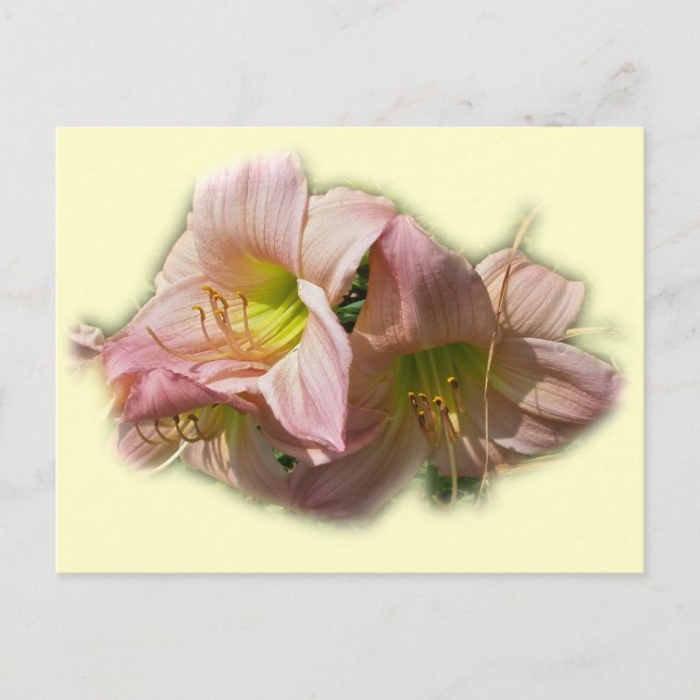 Cartão Postal Hemerocallis Rosa Elegantes (Frente)