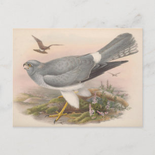 Cartão Postal Hen Marsh Harrier Bird_GC - Cartão-postal