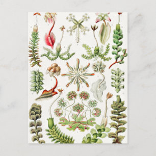 Cartão Postal Hepaticae Lebermoose por Ernst Haeckel