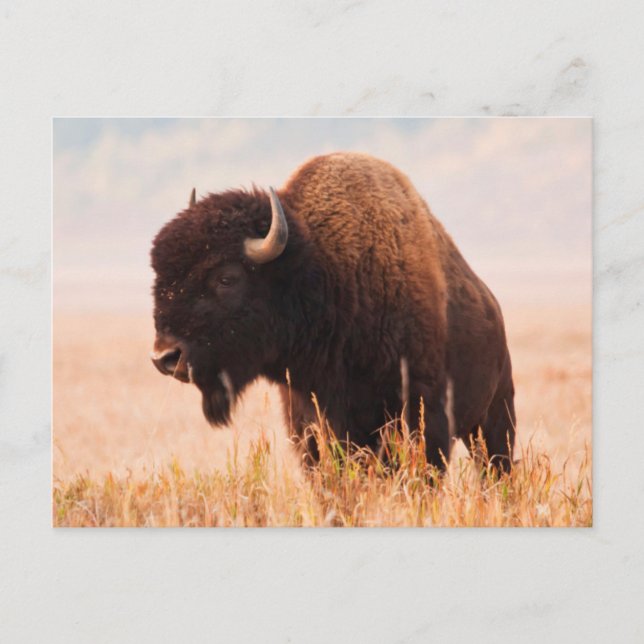 Cartão Postal Herança Americana Bison (Bison Bison) Em Teton 2 (Frente)
