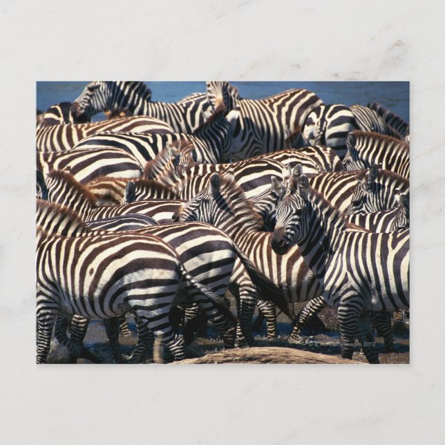 Cartão Postal Herança das zebras (Frente)