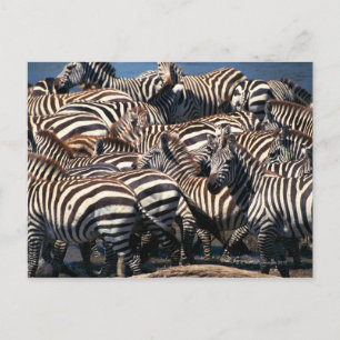 Cartão Postal Herança das zebras