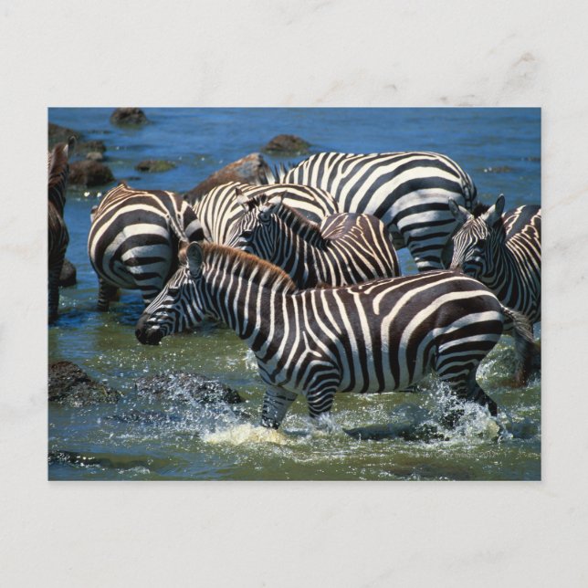 Cartão Postal Herança das zebras 2 (Frente)