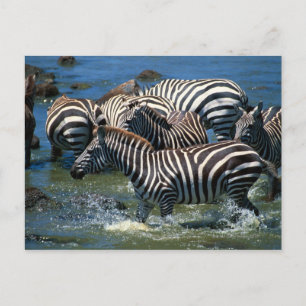 Cartão Postal Herança das zebras 2
