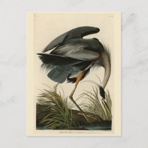 Cartão Postal Herão Azul excelente das Aves da América de Audubo