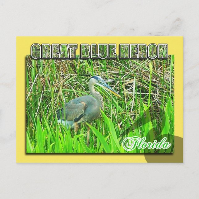 Cartão Postal Herão Azul excelente, Parque Nacional Everglades,  (Frente)