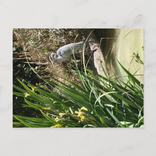 Cartão Postal Herão Azul no Zoológico de San Diego (Frente)