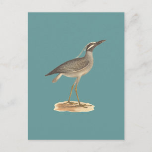 Cartão Postal Herão da Noite Amarelo (Ardea violacea)