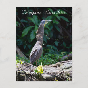 Cartão Postal Herão de Tigre de Bare-Throated em Tortuguero