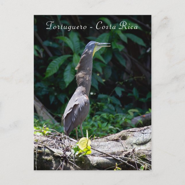 Cartão Postal Herão de Tigre de Bare-Throated em Tortuguero (Frente)