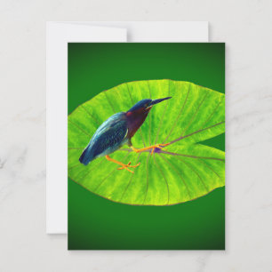 Cartão Postal Herão verde