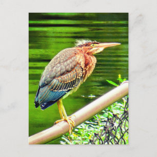 Cartão Postal Herão verde