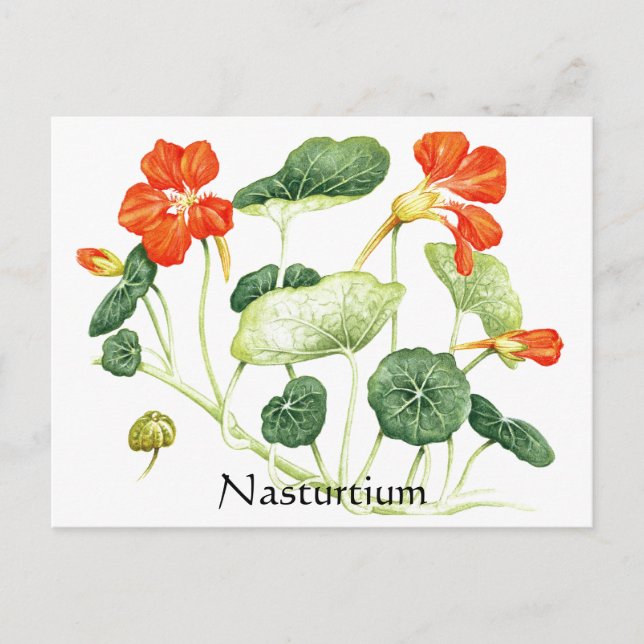 Cartão Postal Herb Garden Series - Nasturtium (Frente)