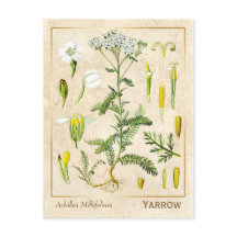 Herbo do Medicamento da Vintagem Yseta Flor Botâni