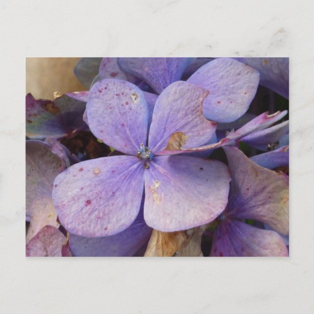 Cartão Postal Herbst - Postkarte (Hortensia) (Frente)