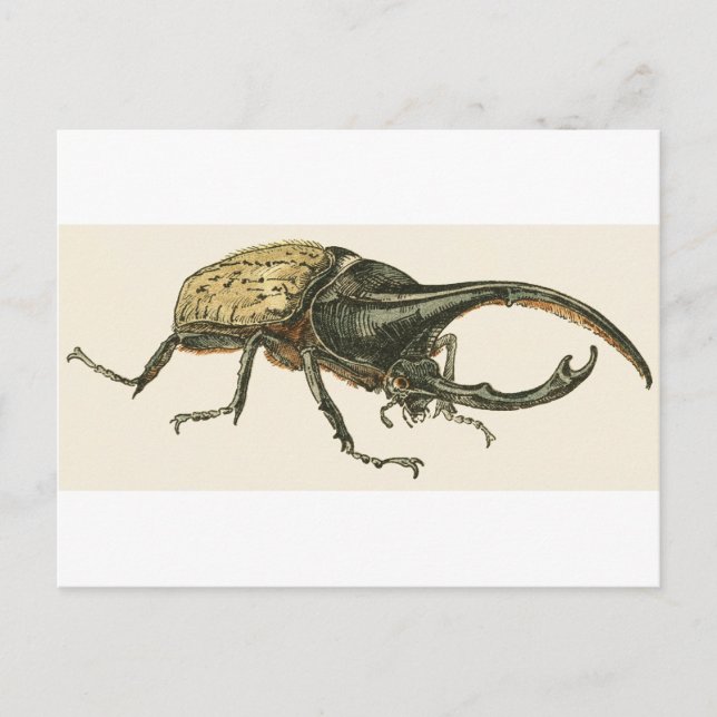 Cartão Postal Hercules Beetle (Frente)