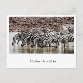 Cartão Postal Herdeiro de Zebra por Waterhole em Etosha, Namíbia