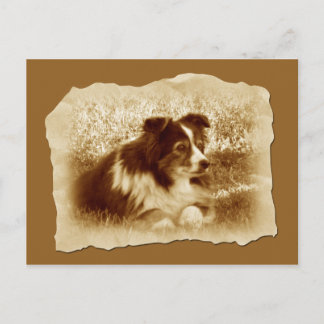Cartão Postal Herding Dog Vintage Tones Sepia