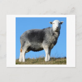 Cartão Postal Herdwick Sheep