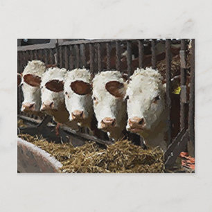 Cartão Postal Hereford Cattle