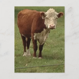 Cartão Postal Hereford Cow says Hello