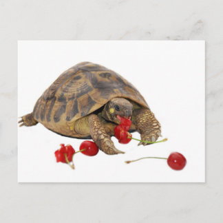 Cartão Postal Hermann Tortoise e Morangos